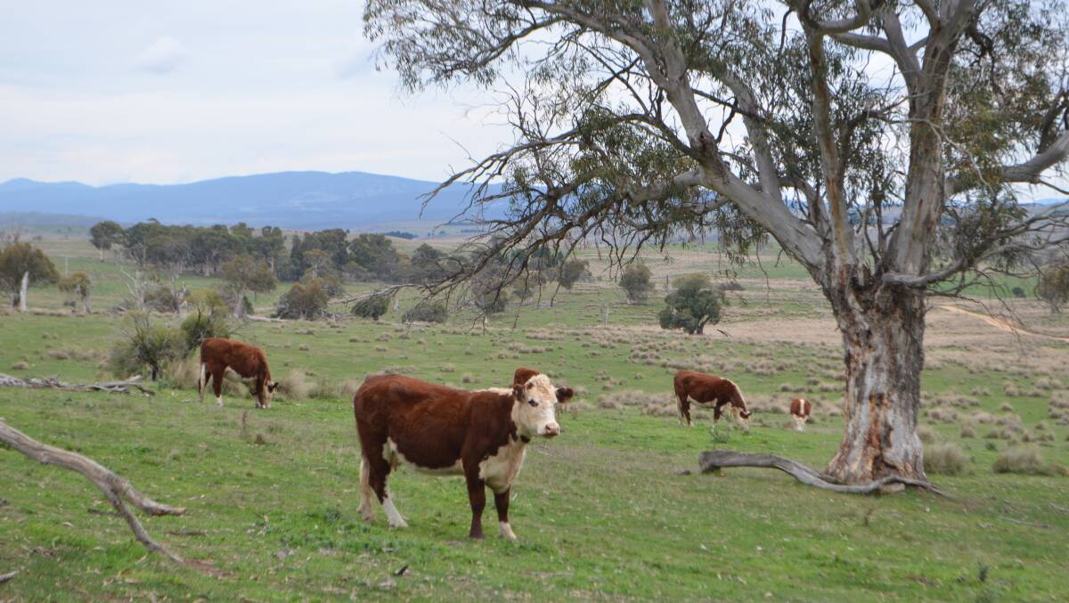 Whiteface cows with calves showing outstanding productive capacity on the natural pastures of the Monaro, near Adaminaby.
