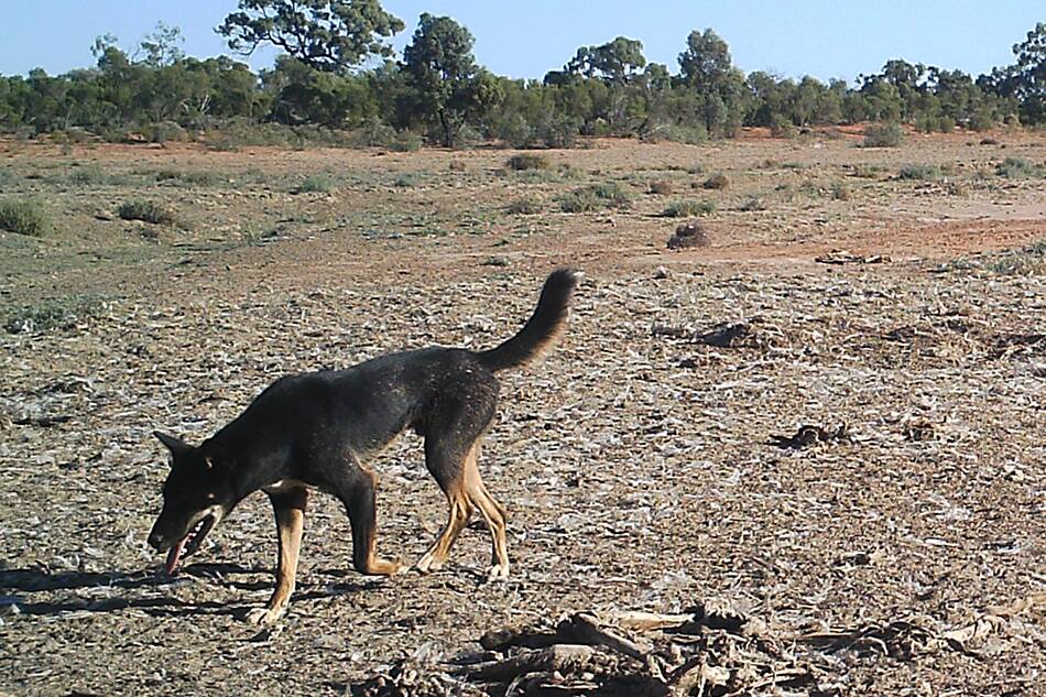 Feral control: Some of the activities coordinated by Western Local Land Services, such as baiting, trapping and aerial shooting, has helped remove over 1,400 wild pigs and over 200 wild dogs over the past 12 months. Photo: supplied
