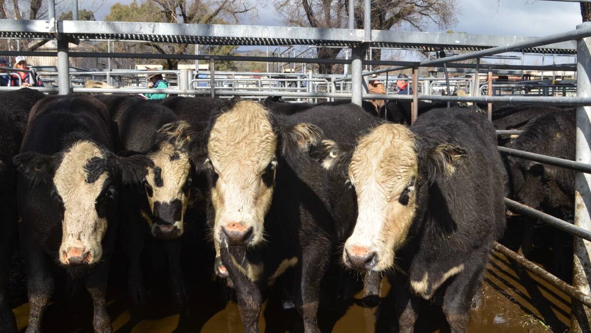 Black baldy steers were in demand selling to $1100 atTumut.