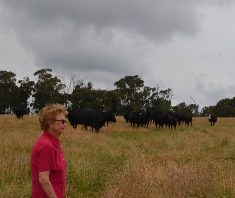 Betty Roache, "Arden", Adelong, looks over a selection of her mixed-age Milwillah-blood Angus cows with their July/August drop calves. "I like a certain type of Angus and I have not deviated from my vision since I started.”

