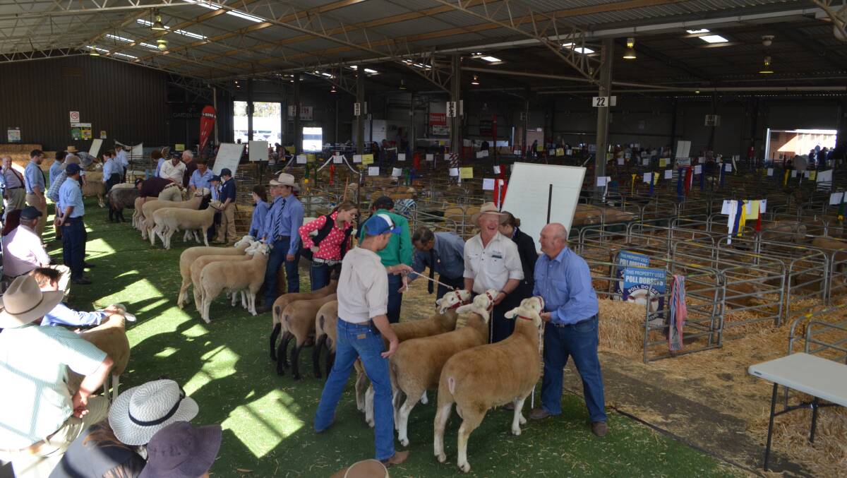 Judging of the interbreed groups.