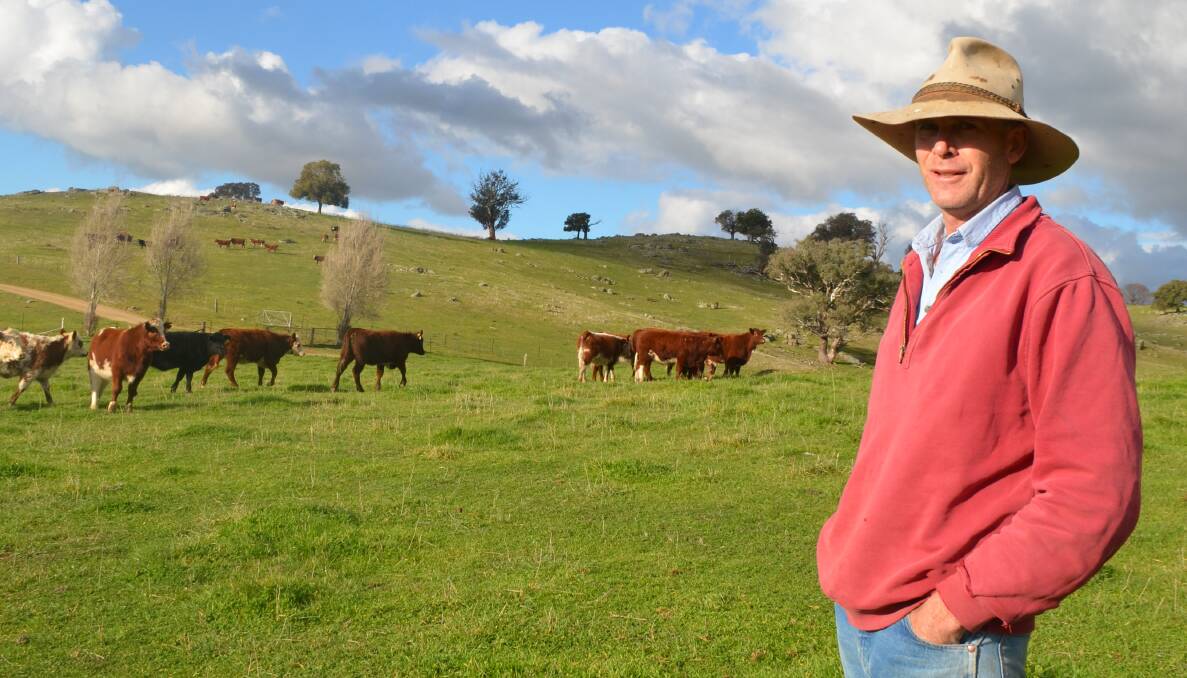 Andrew MacDougall checking his 10 month weaners at "Green Hills", Adelong.