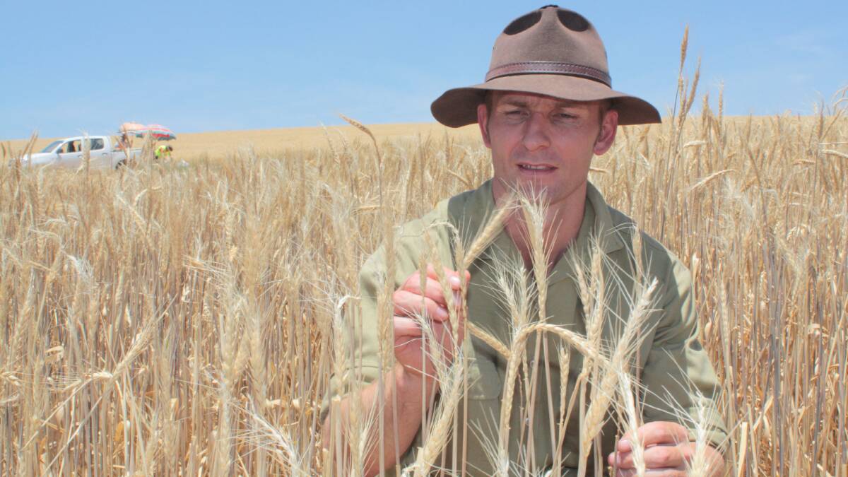 NSW Department of Primary Industries researcher, Richard Hayes, inspects perennial wheat evaluation trials near Cowra, now home to Australia's largest planting of perennial wheat. Photo: supplied