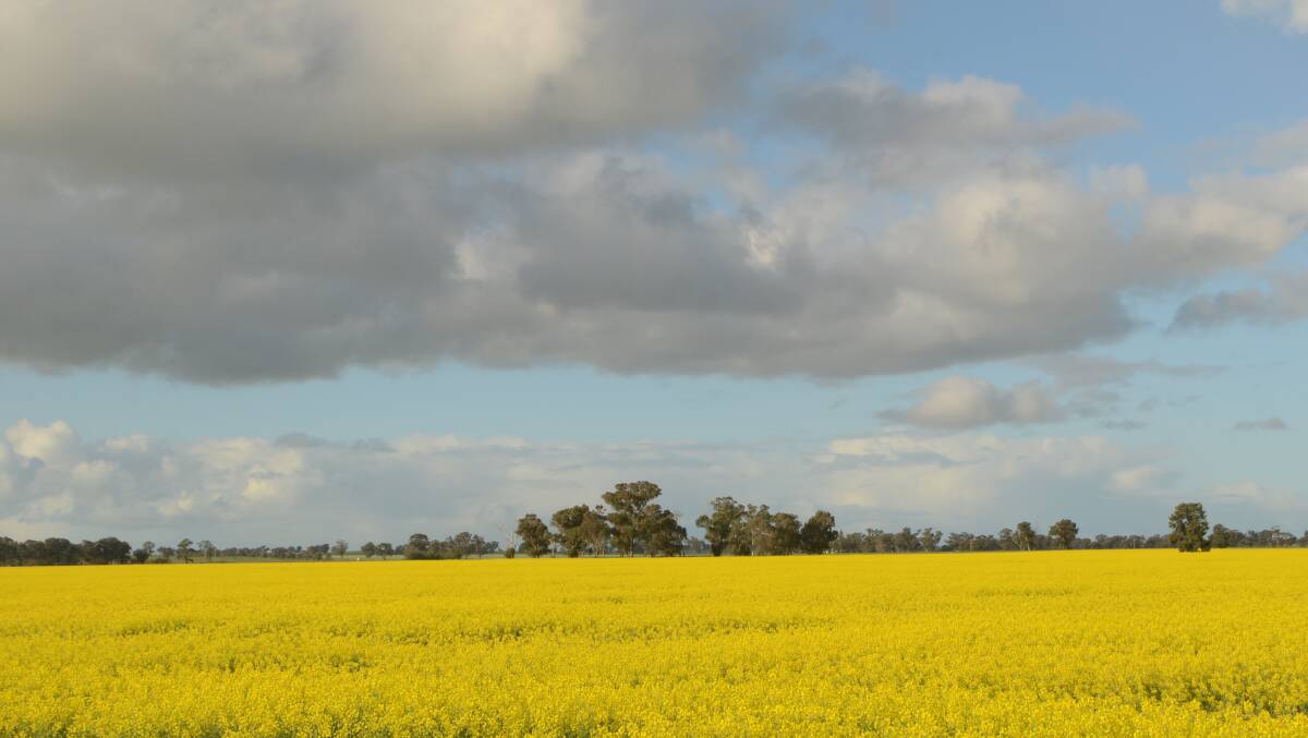 Canola crop growing through a wonderful winter in the southern Riverina.
