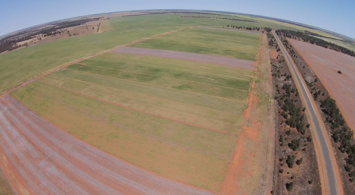 Trial: Aerial view of the replicated no-till trial plots at Merriwagga. “The aim was to evaluate the productivity and profitability of no-till farming under various cropping rotations as had been practiced." Photo: Barry Haskins
