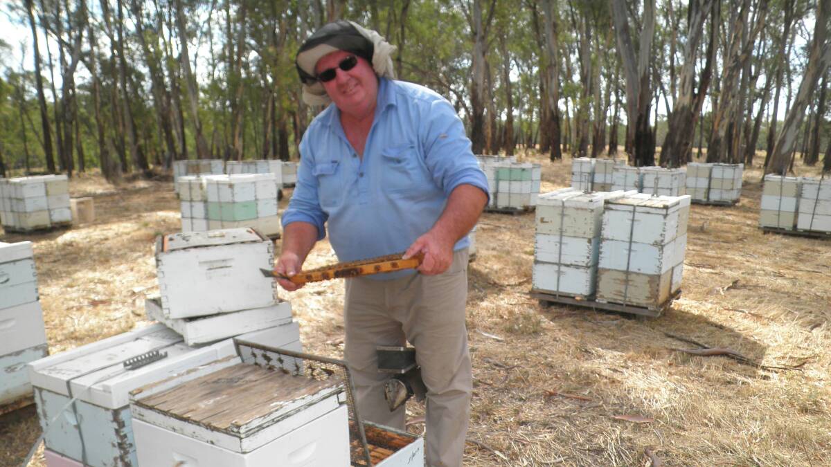 Narrandera apiarist Dave Mumford, with his hives in a River Redgum forest.