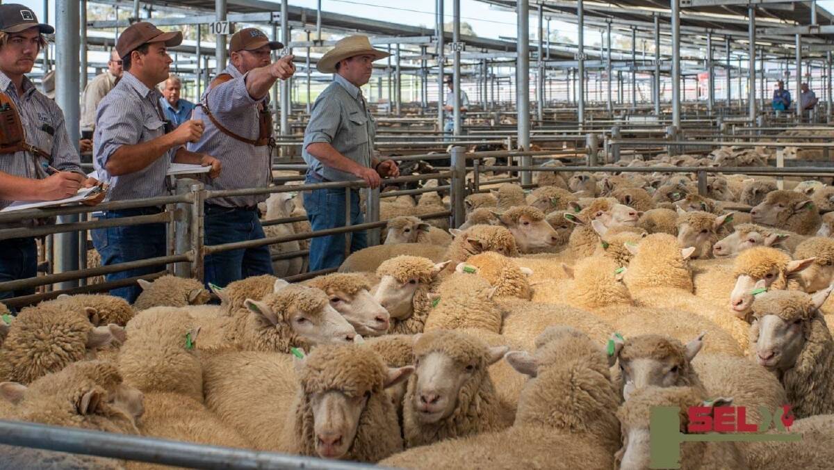 Phill Butt, second from right, taking bids on a pen of lambs at SELX Yass. Photo: SELX Yass