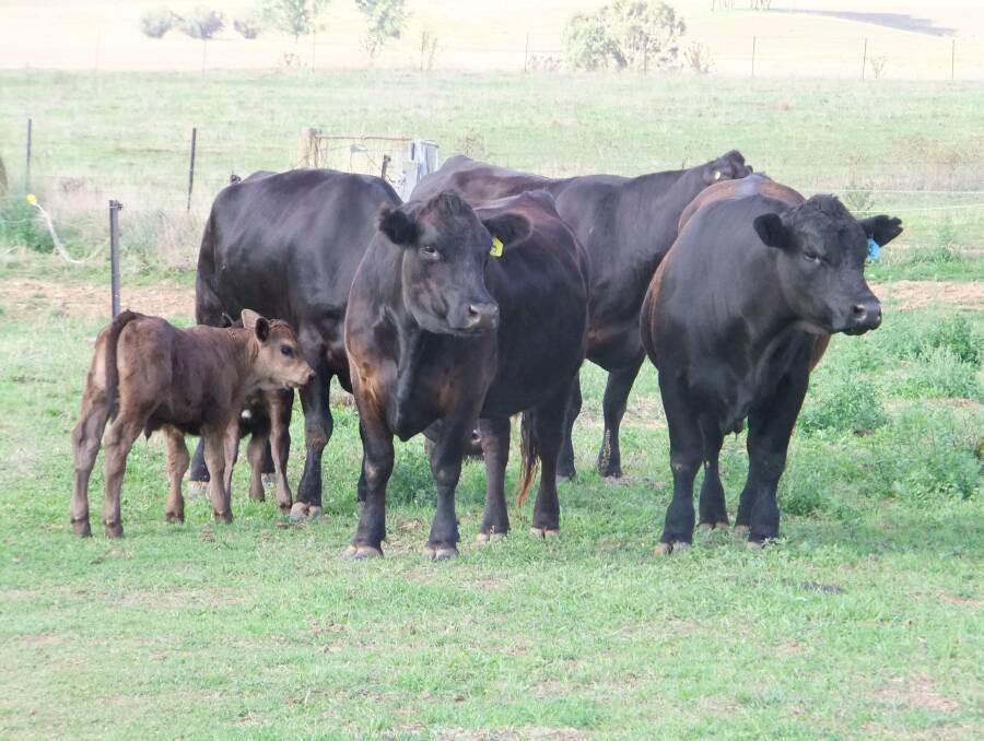 Black Simmental/Angus matrons with calves bred by Tex Pierce and Kim McConville, Mudgegonga. Mr Pierce will be entering a team in next year's trial.