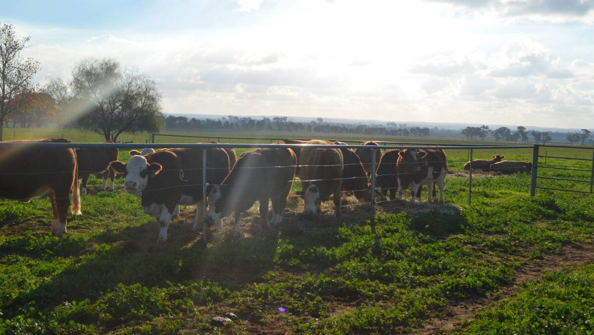 Simmental Fleckvieh heifers resting after the auction sale at the Tennysonvale stud, Illabo.