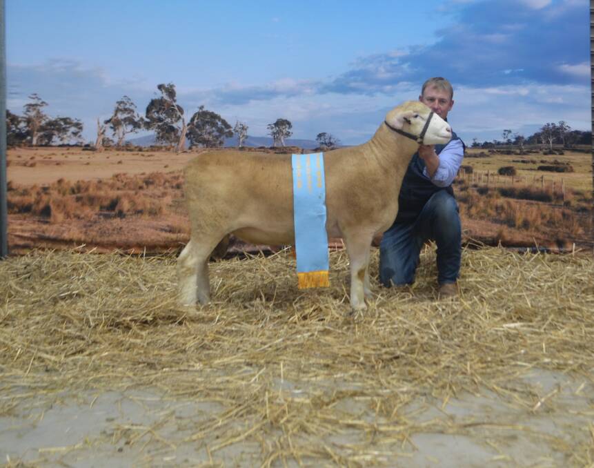 Anthony Frost, Hillden Poll Dorsets, Bannister, NSW, with his champion ram judged supreme exhibit for the breed. The June 2016 drop ram weighed 126.5kg.