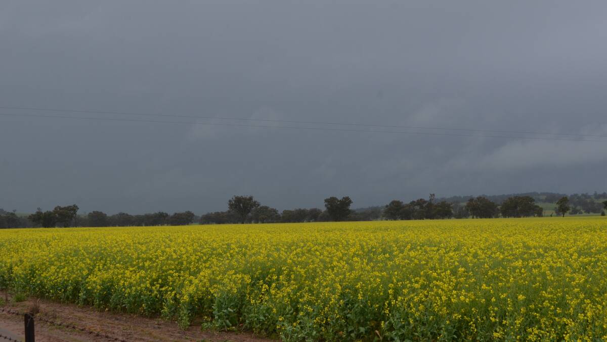 Season 2017 is producing mixed fortunes in terms of canola diseases for growers in the southern cropping region.
