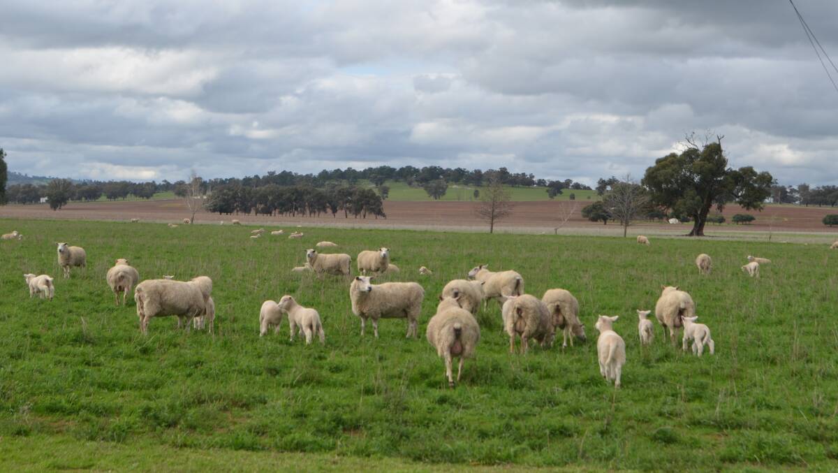 Cross-bred ewes with lambs sired by terminal rams on lucerne pasture in the Riverina.