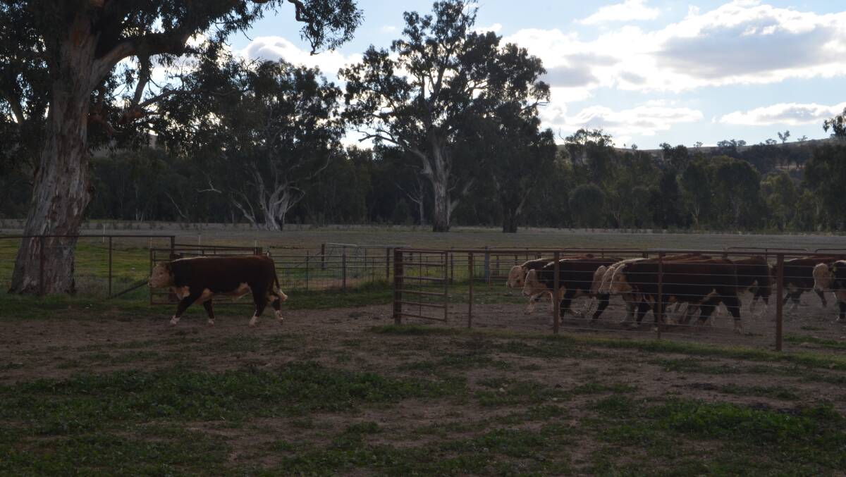 A draft of the Poll Hereford bulls bred in the Yavenvale stud to be displayed during Beef Week.