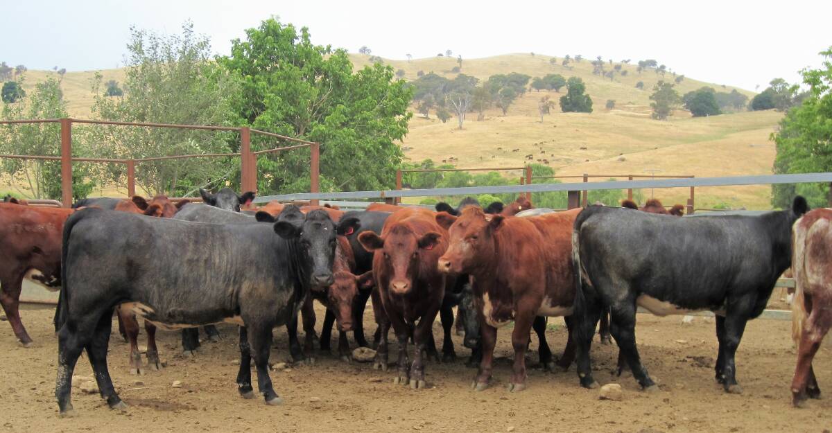 Proven breeding: Shorthorn cross heifers bred at "Green Hills", Adelong showing growth traits Andrew MacDougall is looking for. Photo: Andrew MacDougall.