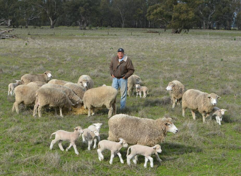Richard Carter, proudly inspecting some mixed age stud ewes with new lambs.