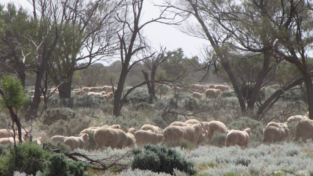 Landholders to benefit from sheep workshop
