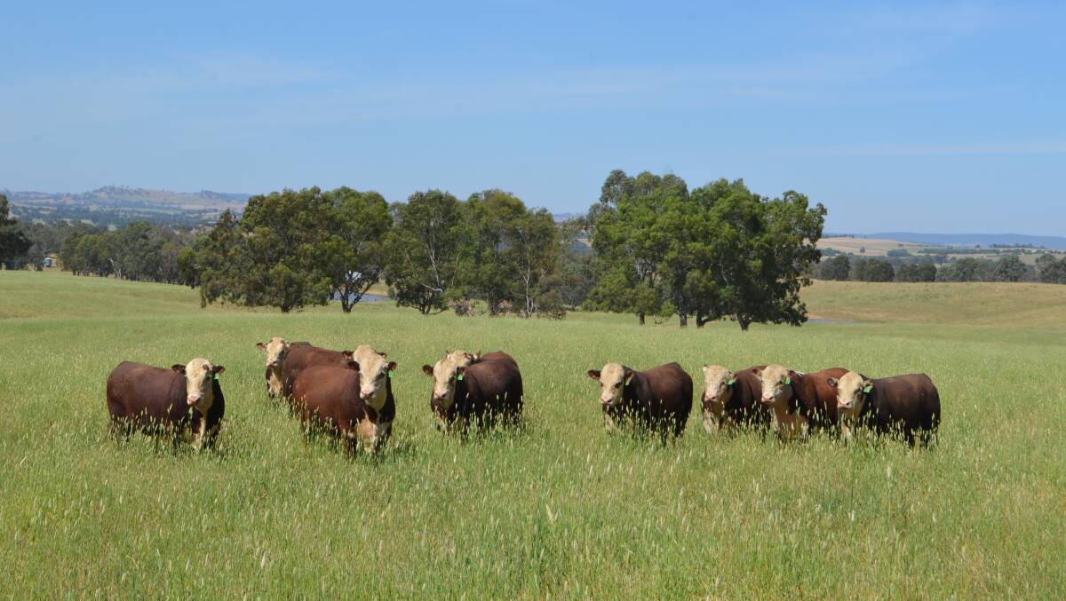 Poll Hereford bulls in a wonderful spring pasture of the type being made available by Hereford breeders to needy Victorian dairy farmers.