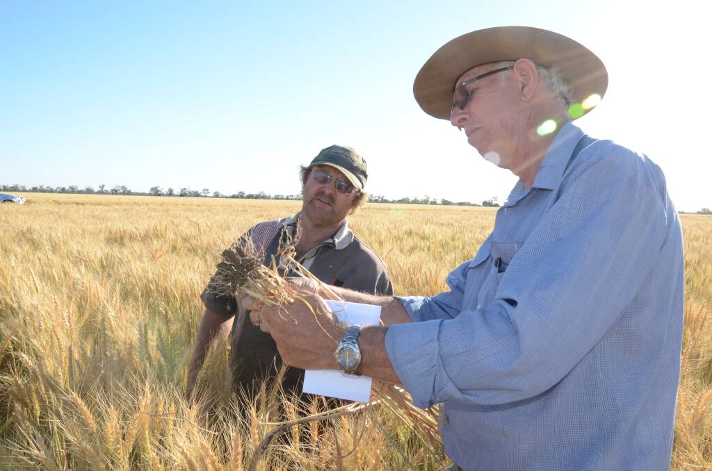 Derek Pink, farm manager Corambie Farming, Trangie, and Paul Parker, agronomist/judge looking at some crown rot during the 2014 Suncorp/ASC Dryland Wheat Competition. Photo: Mark Griggs.