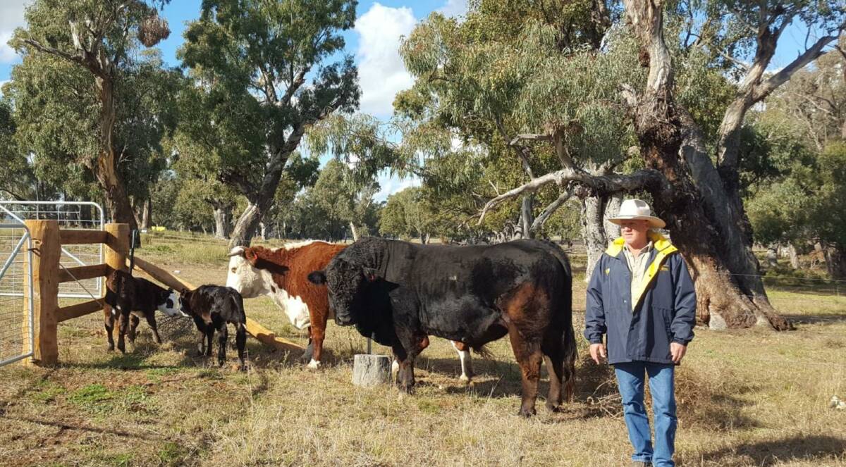 Classy calves: Mick Bradfield with The Hird Grand Jock and some of his first drop of calves out of Hereford cows. Photo: supplied.
