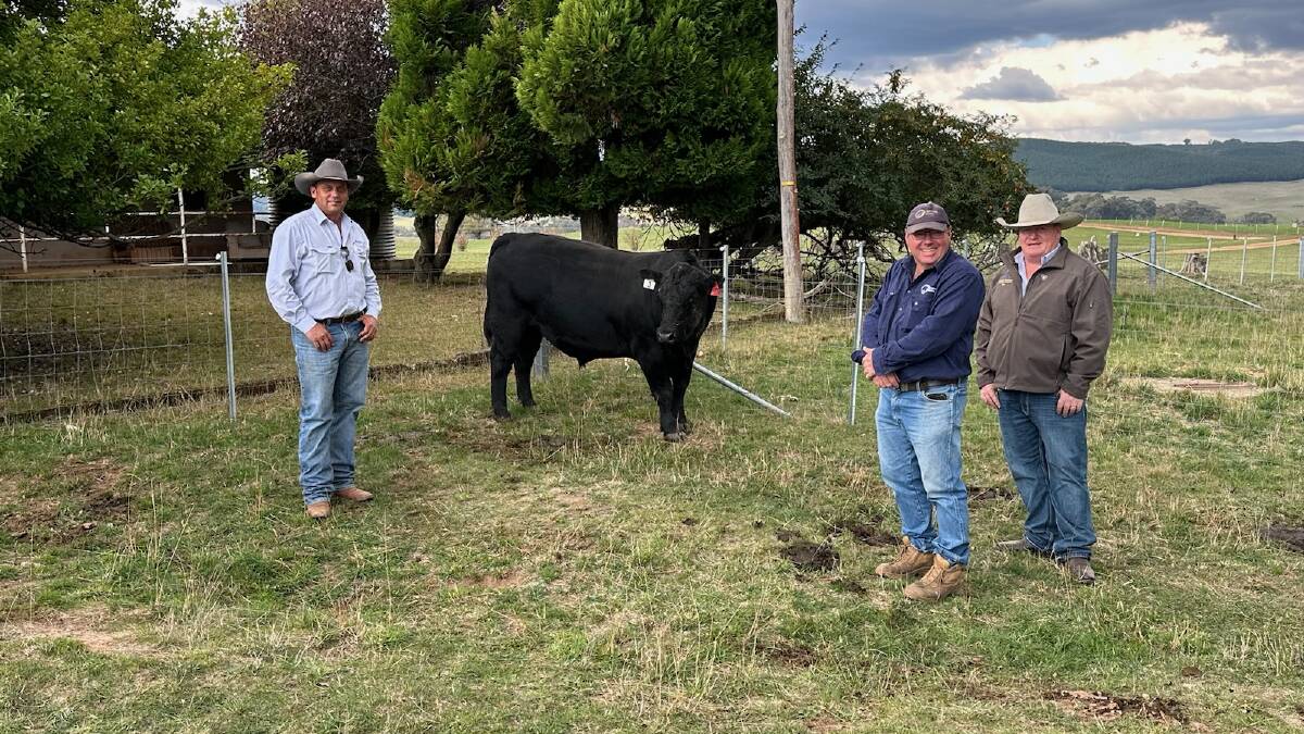 The top priced bull with Shane Piper AWN Wilks McKean, Luke Graham, Crawford Angus, Tumorrama, and Tim McKean, AWN Wilks McKean, Wagga Wagga. Photo: Crawford Angus
