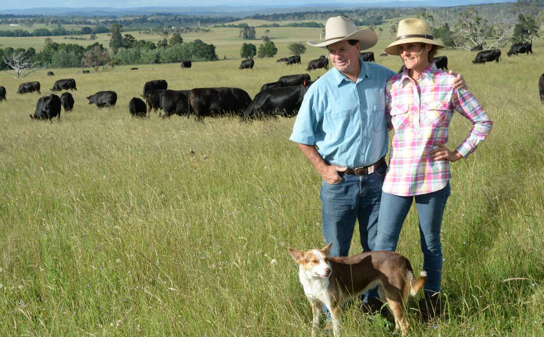 Rob and Kelly Lamoureux, "Kingsford", Armidale with dog Fly and a mob of their Kingsford Black Composite cows.