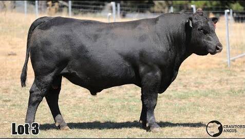 The top-priced bull, Crawford T1214, was bought by Masterton Pastoral Co, Kangarooby, for $24,000. Picture supplied by AuctionsPlus and Crawford Angus.