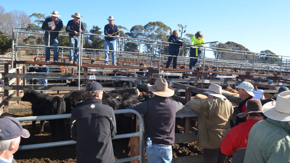 Keen competition at the regular Braidwood cattle sale.