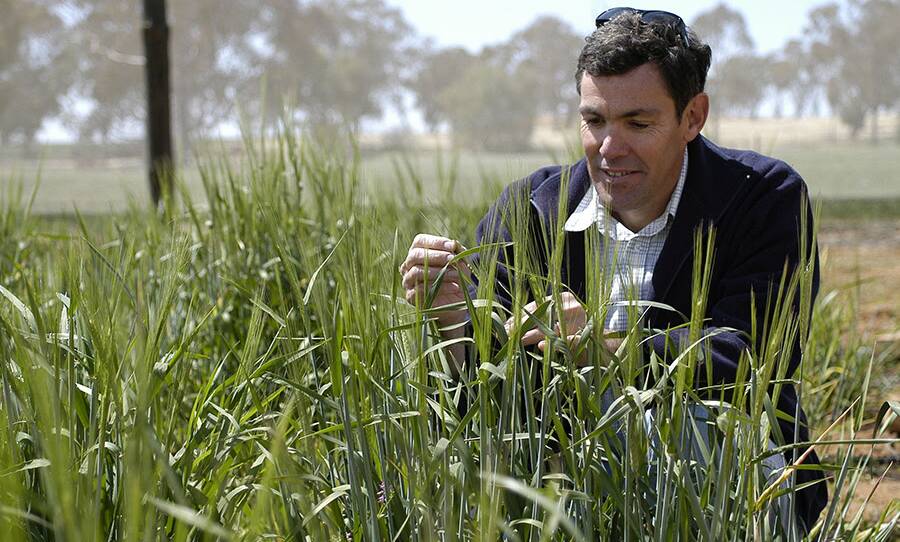 Crop potential: NSW DPI research agronomist Rick Graham has been investigating the impact of time of sowing on crop yields in dryland environments. Photo: supplied.