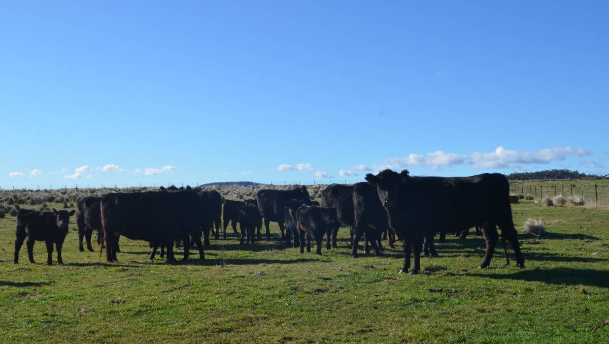 Young Angus cows with their first calves bred by Rob and Kerry Letts, "Yarandilla", Bombala.