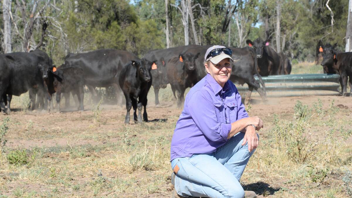 Water is critical: Penny Denison, "Kialgara", Coonamble checking Autumn calving cows at the main water point in the paddock. 