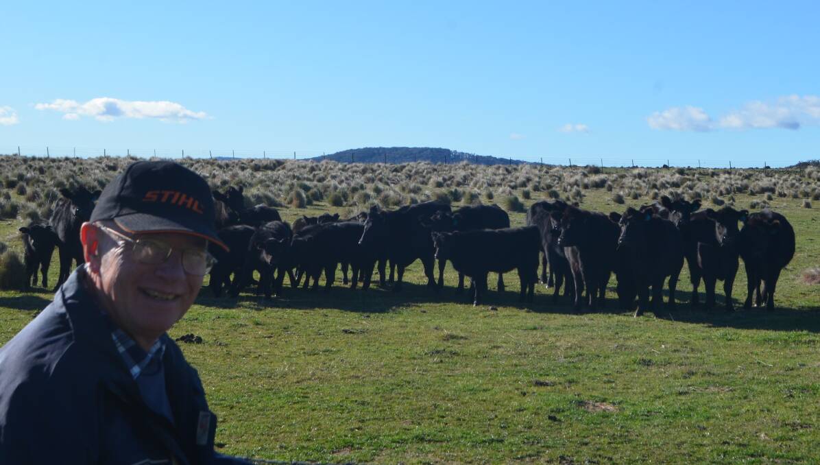 Rob Letts inspecting his young Angus cows with their first calves on the 607ha Bombala district property he operates with his wife Kerry.