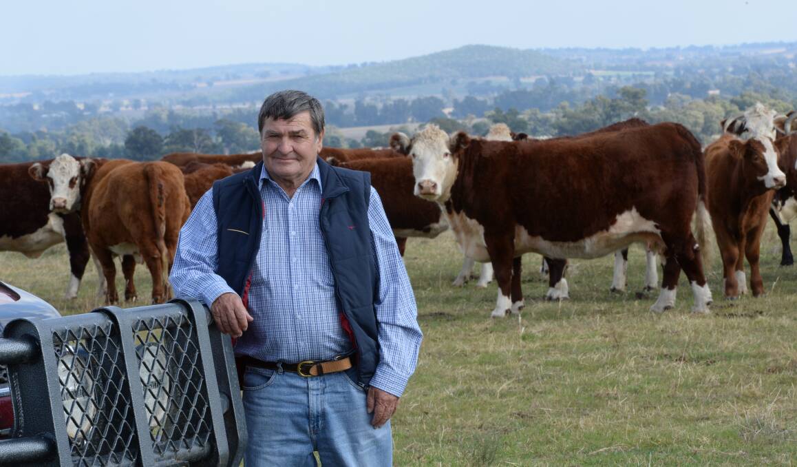 Among his favourite cattle, Wayne Leigh, on his property "Kananga", Geurie, with his draft of rising three-year-old heifers on the point of calving.
