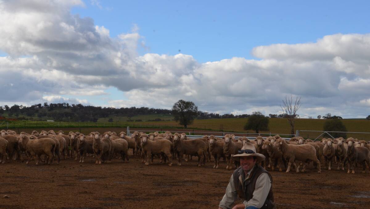 Sires of future high performance wether lambs - Brad Cavanagh with the draft of home-bred Poll Merino rams at Oxton Park, Harden.