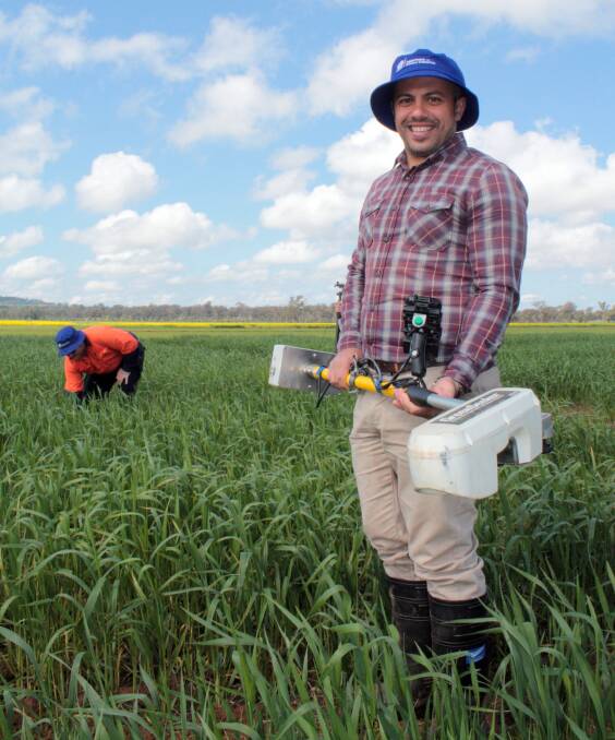Far from the war zone: NSW Department of Primary Industries technical assistant, Daniel Newton, working with  Dr Nawar Shamaya as part of the DPI team researching heat tolerant wheat at Wagga Wagga Agricultural Institute. Photo: supplied