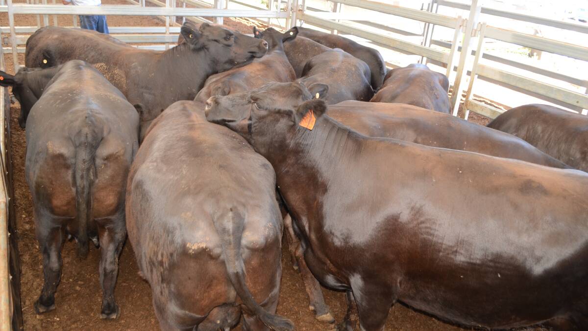 The pen of 19 Angus cows with calves sold by Michael and Denise Burke, "Bonnie Doon", Conargo for $2250.
