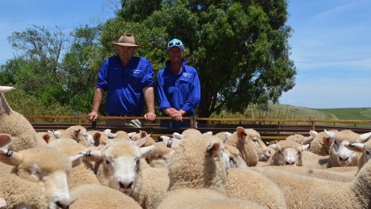 Bobbara Station, Galong, manager Rob McColl, and assistant manager Matt Cummins, with a pen of lambs sold during the on-property sale. 