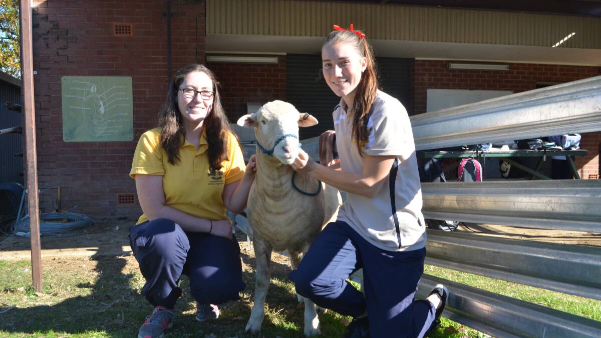 With a seven-month old stud Poll Dorset ram, Kooringal High School, Wagga Wagga students Amelia Aicken and Ellen McIntyre, have been studying agriculture intending to pursue a career associated with the primary industry. 