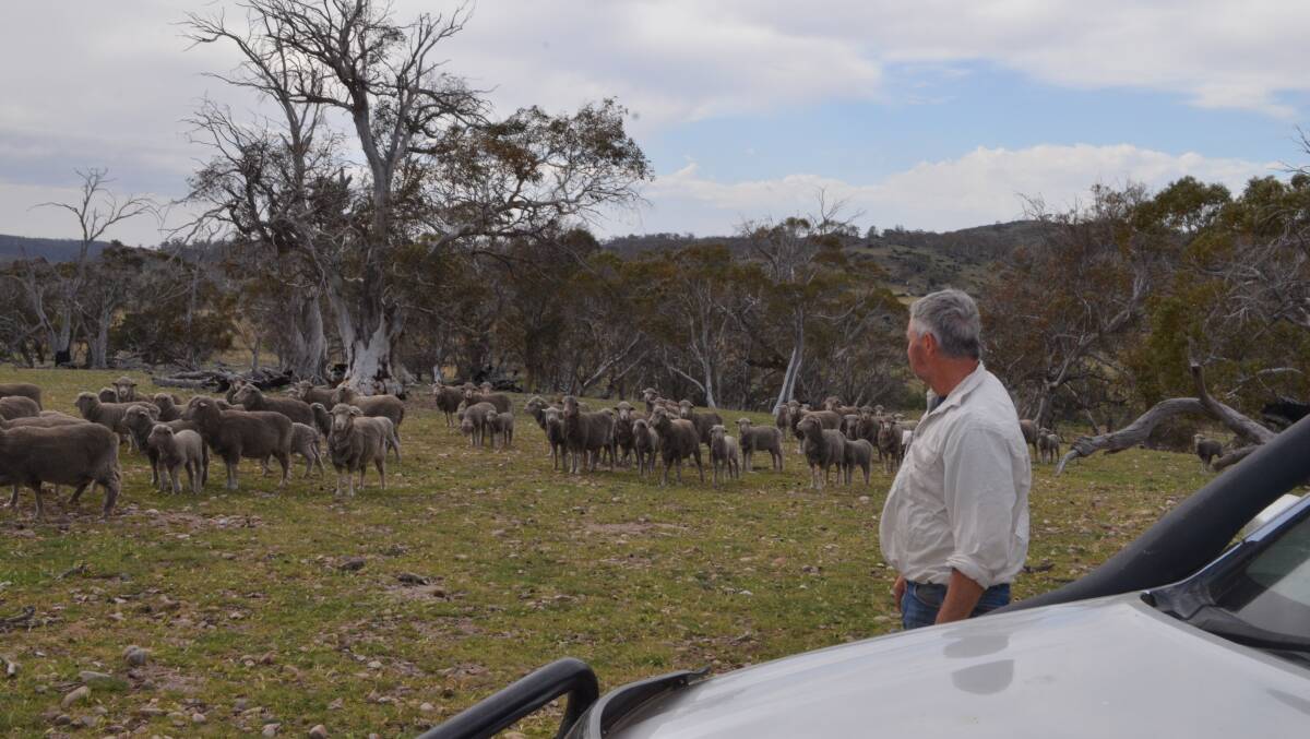 Lawrence Clifford keeping an eye on the condition of his Merino ewes with their lambs.