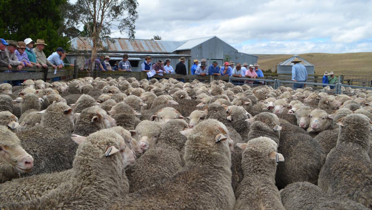 Merino wether weaners with all their wool growing life in front of them.