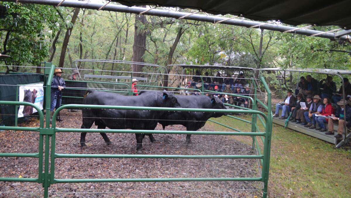 Black Composite bulls in the auction ring at Hicks Beef, Holbrook.