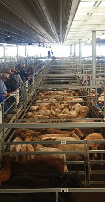 Light yarding: Due to the short week, numbers were restricted at the regular store cattle sale in Tamworth with only 261 penned. Photo: supplied
