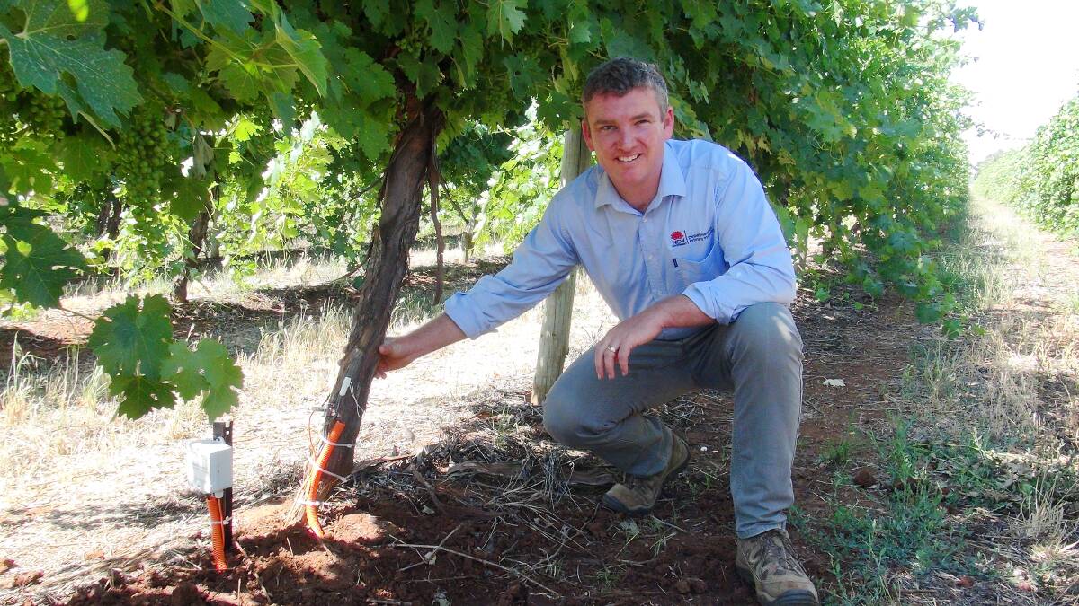 It's hot:  NSW Department of Primary Industries viticultural development officer, Adrian Englefield, checks new sap flow meters and dendrometers in one of the Riverina vineyards. Photo: supplied