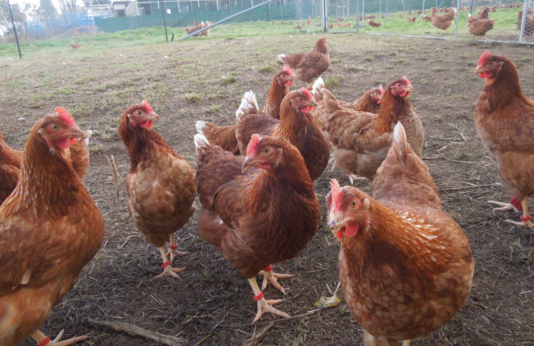 Roaming  chickens: At home on the free range. Photo: supplied Bridget Smith.