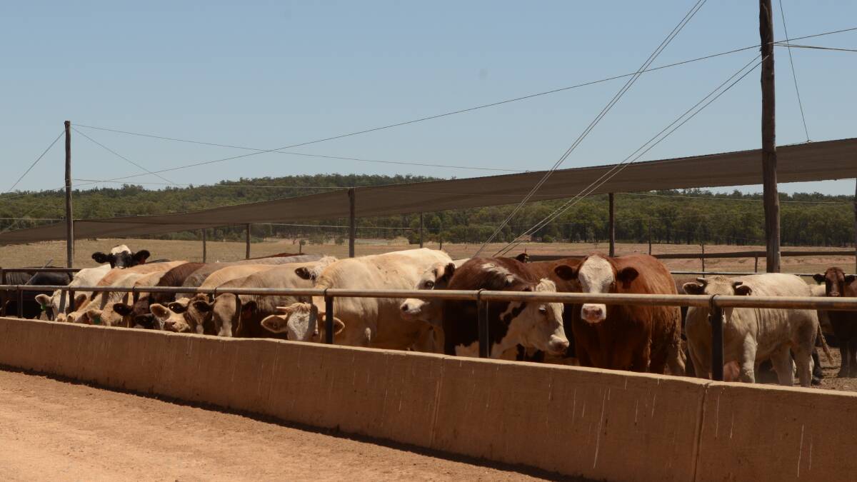 Feeder steers in the Jindalee Feedlot, Stockinbingal. During the 2016 Beef Spectacular Feedback Trial, the majority of steers gained between 1.8 and 2.6kg per day.