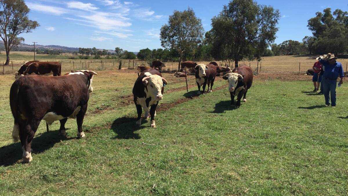Inspecting the bulls for sale at Kirraweena Glenholm Hereford and Poll Hereford sale
