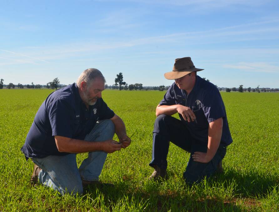 Graeme Morey, “Bendemere”, Urangeline East, looking at the growth of his wheat crop  with son Damian. The crop was direct drilled into last season's lupins and was responding well to 120 millimetres of rain since planting.