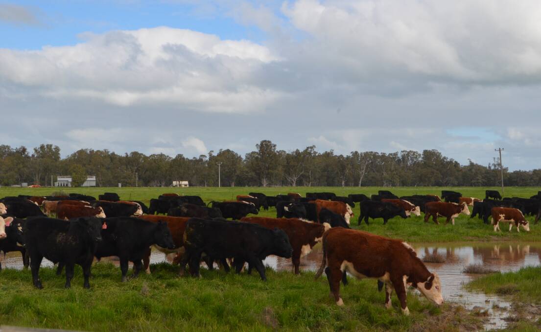 Cattle on the stock routes taking advantage of lush feed and plenty of water in the table drains.
