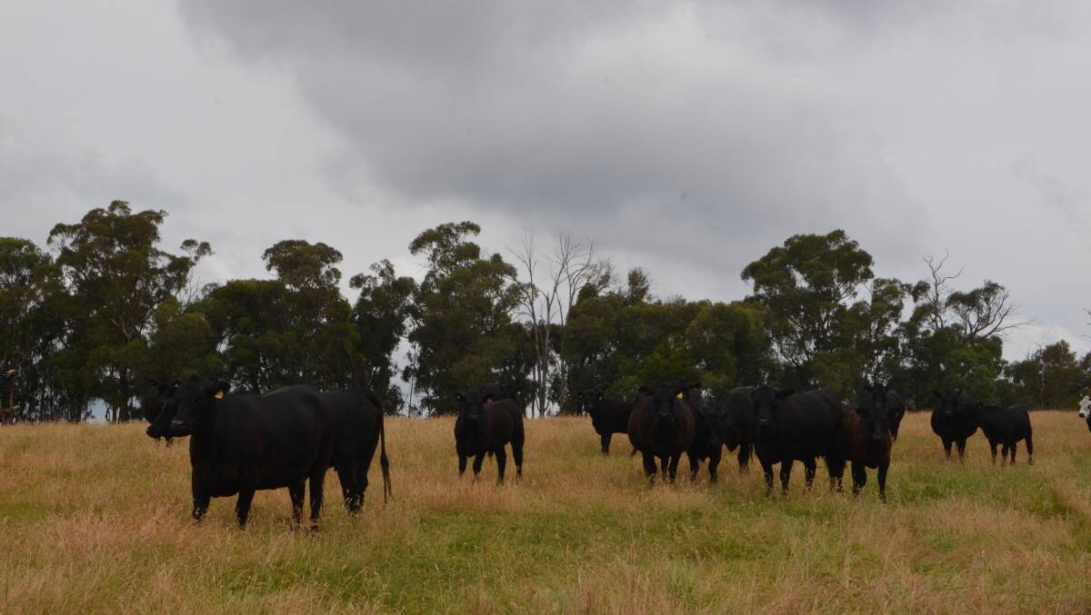 A selection of mixed-age Milwillah-blood cows with July/August drop calves on "Arden", Adelong.
