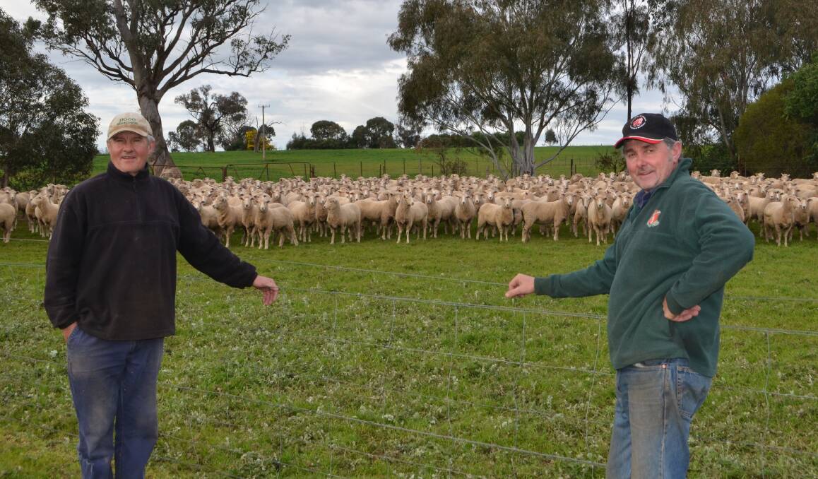Brothers, Jim and Peter Parkman, with a draft of their homebred first-cross ewes, 2015 drop, by Retallack Border Leicester rams out of Bogo-blood Merino ewes. "The first-cross has been tried and proved over many years."
