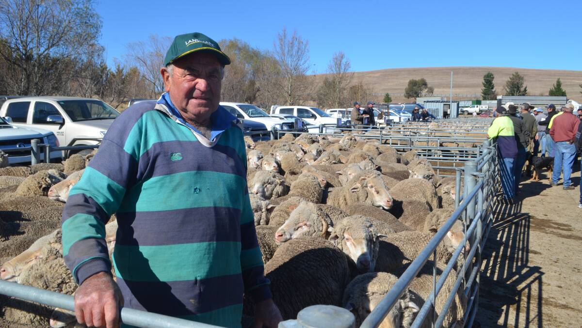 Max Caldwell, Bungarby, sold this pen of 104 Merino wethers, five and six years, October-shorn, for $130. Mr Caldwell sold the pen due to dry conditions and said it was a good sale considering the numbers of sheep yarded.